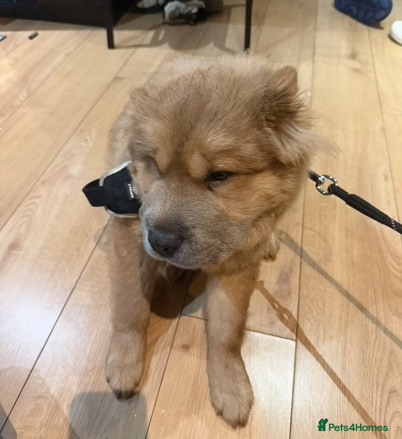 Chow Chow dogs Chow chow  - Advert 5