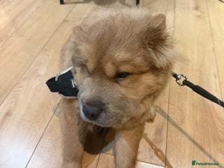 Chow Chow dogs Chow chow - Advert 1