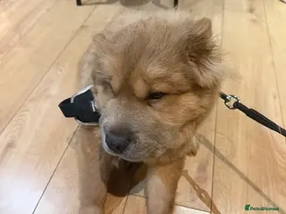 Chow Chow dogs Chow chow - Advert 18