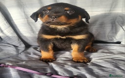 Rottweiler dogs for sale: Chunky Rottweiler Puppies  - Image 21