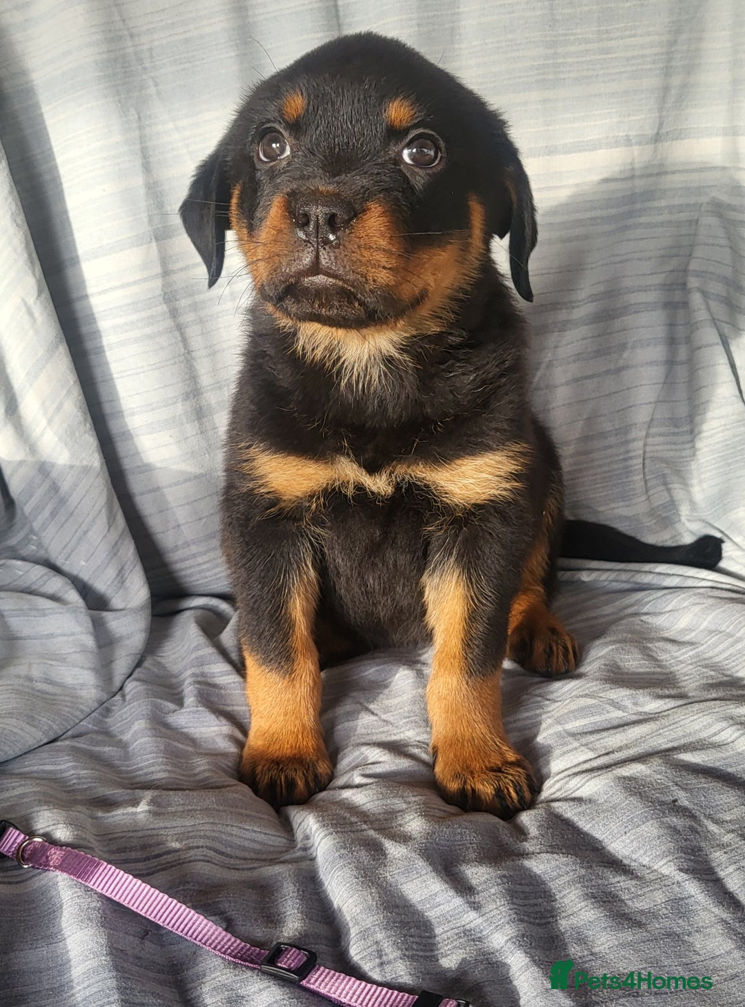 Rottweiler dogs for sale: Chunky Rottweiler Puppies  - Image 21