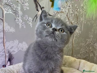 British Shorthair cats 🧸EXCEPTIONAL QUALITY PURE BREED BSH TEDDY BEARS🧸 - Advert 4