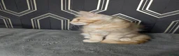 Maine Coon cats for sale: Ready soon beautiful Maine coon males  - Advert 25