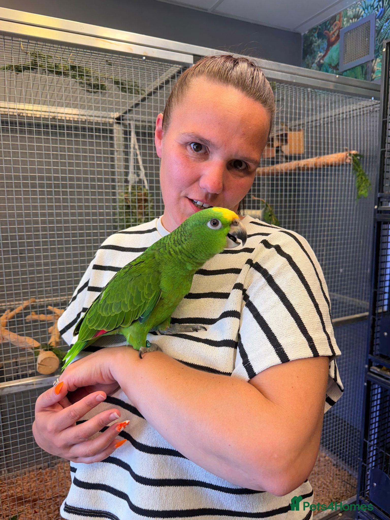 Parrots birds Gorgeous Baby Panama Amazon Parrots For Sale  - Advert 2