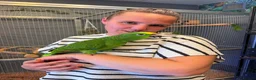 Parrots birds for sale: Gorgeous Baby Panama Amazon Parrots For Sale  - Advert 2