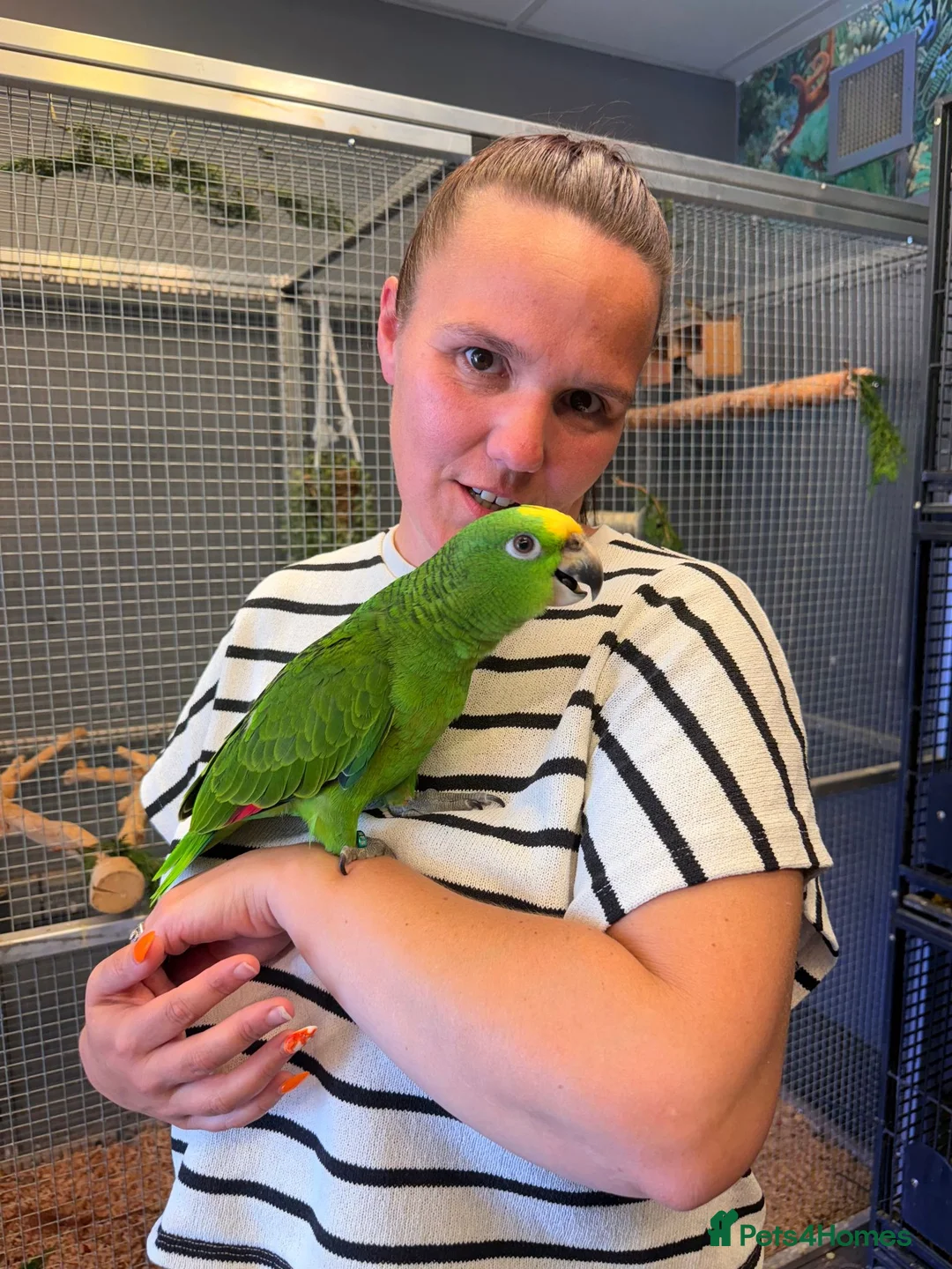 Parrots birds for sale: Gorgeous Baby Panama Amazon Parrots For Sale  - Advert 2