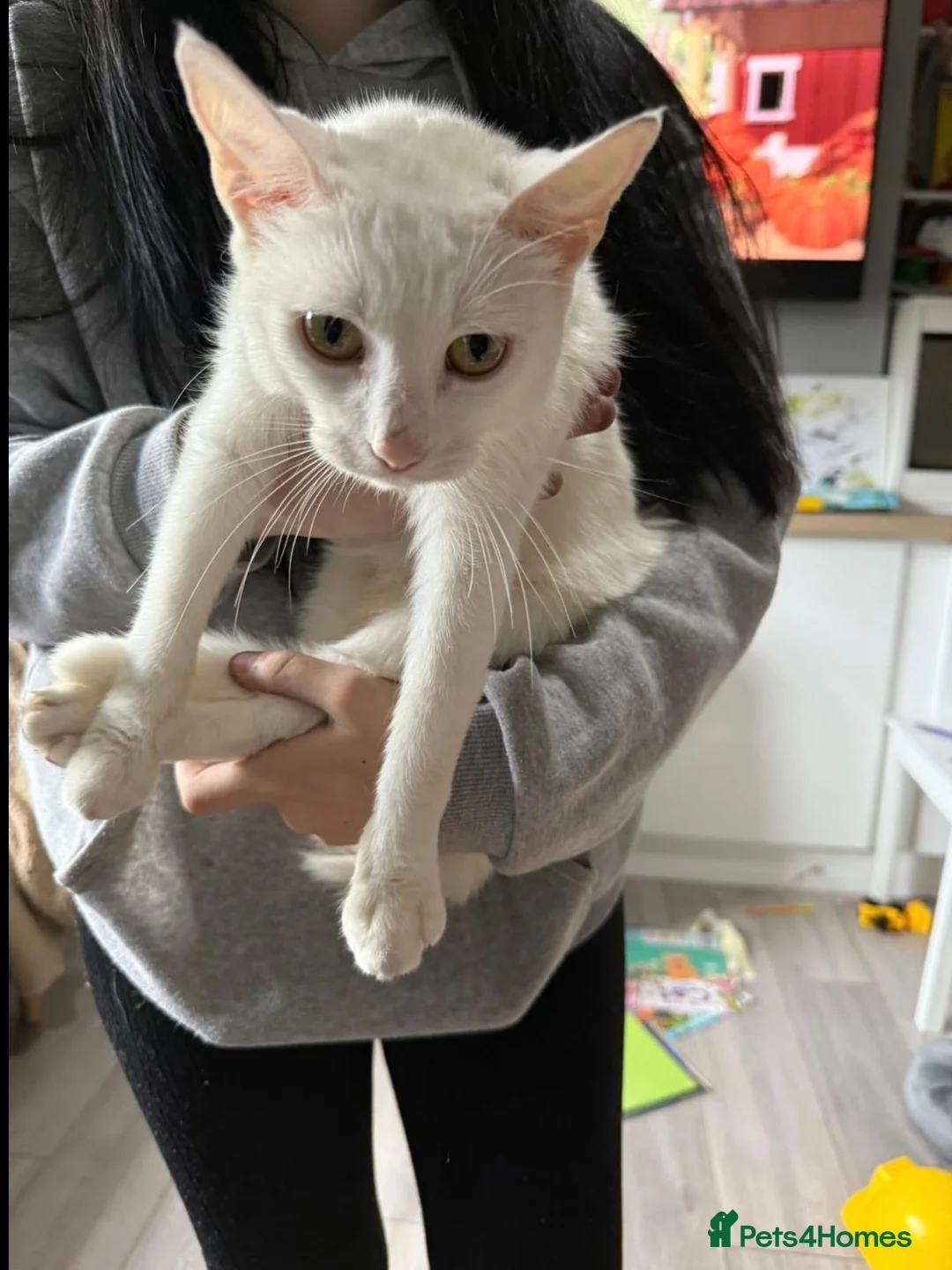 Mixed Breed cats for sale: 2 male white kittens  in Lewes - Advert 3