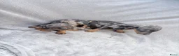 Miniature Dachshund dogs for sale: Beautiful dachshund puppies  - Advert 19