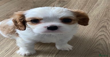 Cavalier King Charles Spaniel dogs - Advert 6