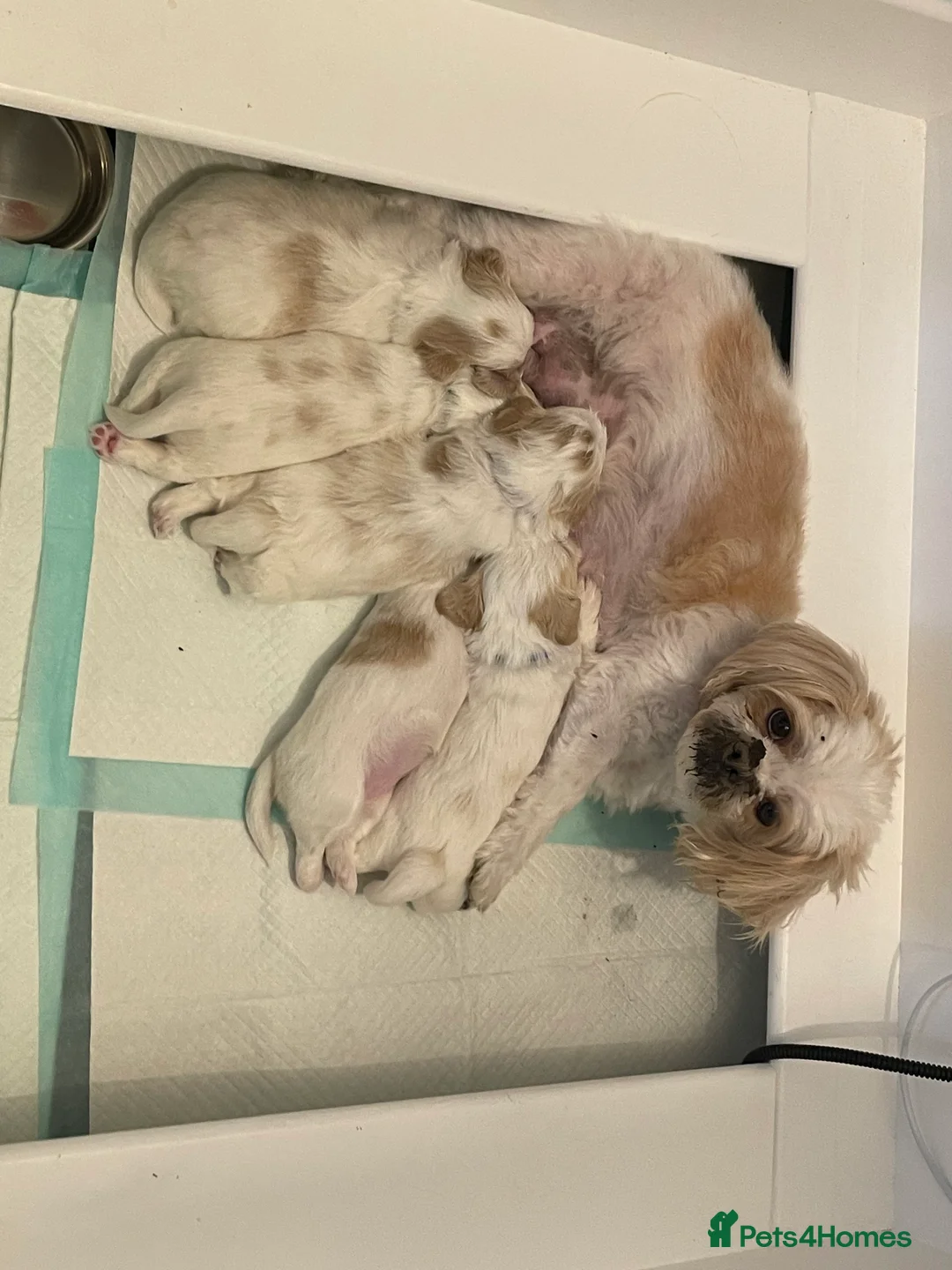 Maltese dogs for stud: Already proven Maltese for stud in Kelso - Advert 7