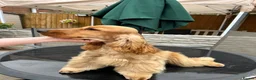Cocker Spaniel dogs for sale: Gold Cocker Spaniel - Advert 4