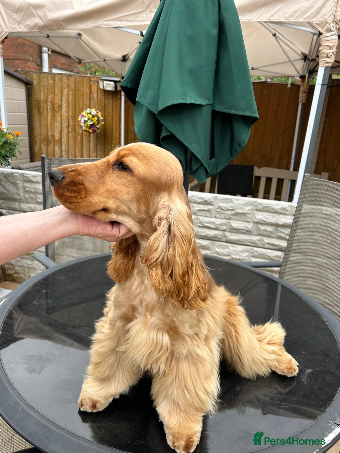 Cocker Spaniel dogs for sale: Gold Cocker Spaniel - Advert 4