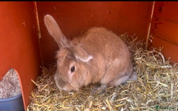 Lionhead rabbits for sale: Female lion head  - Image 1