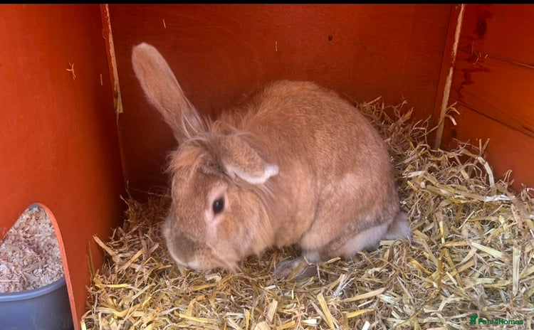 Lionhead rabbits - Advert 1