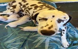 Dalmatian dogs for sale: Gorgeous chunky healthy Dalmatian puppies  - Image 15