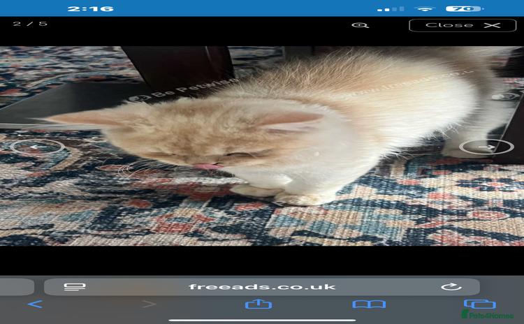 Persian cats - Advert 10