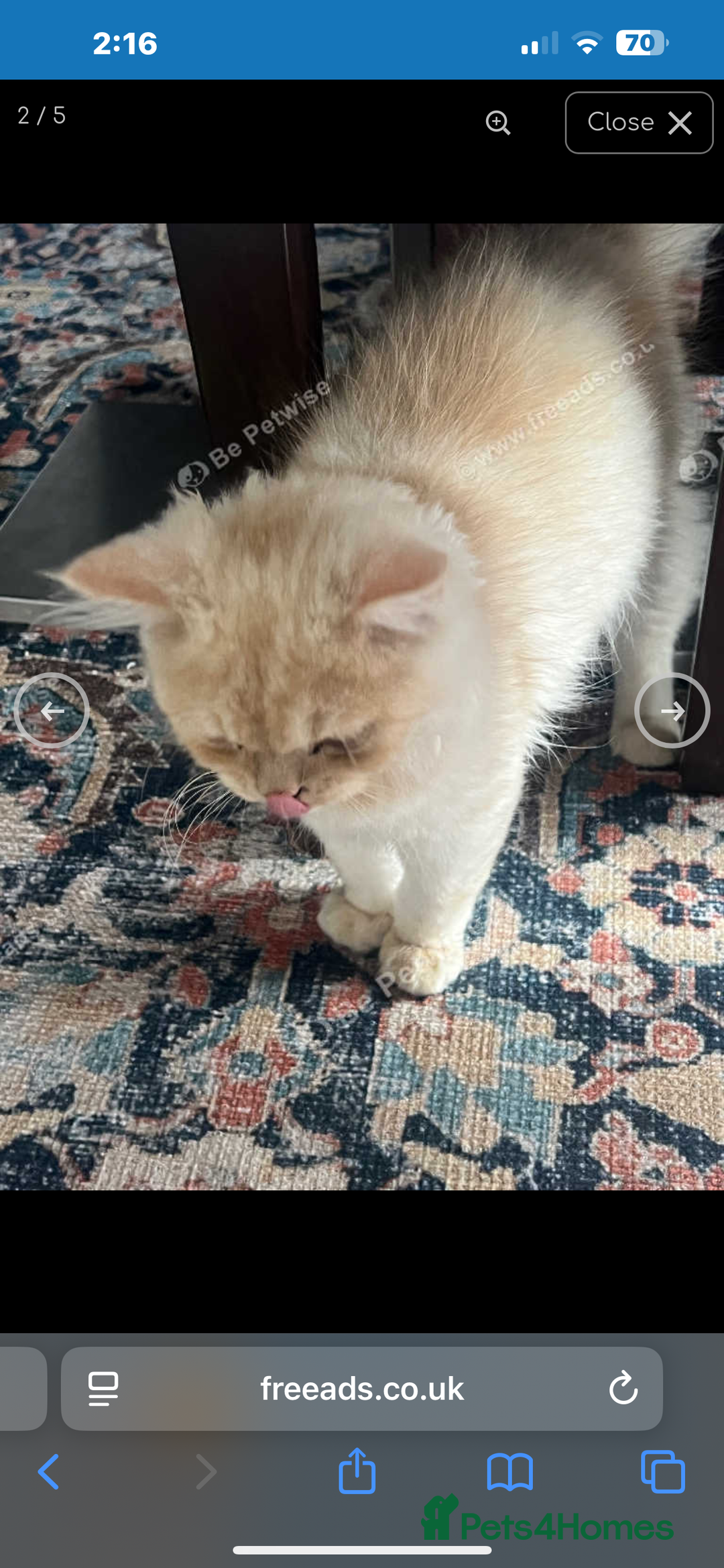 Persian cats for sale: Persian male cat - Image 1