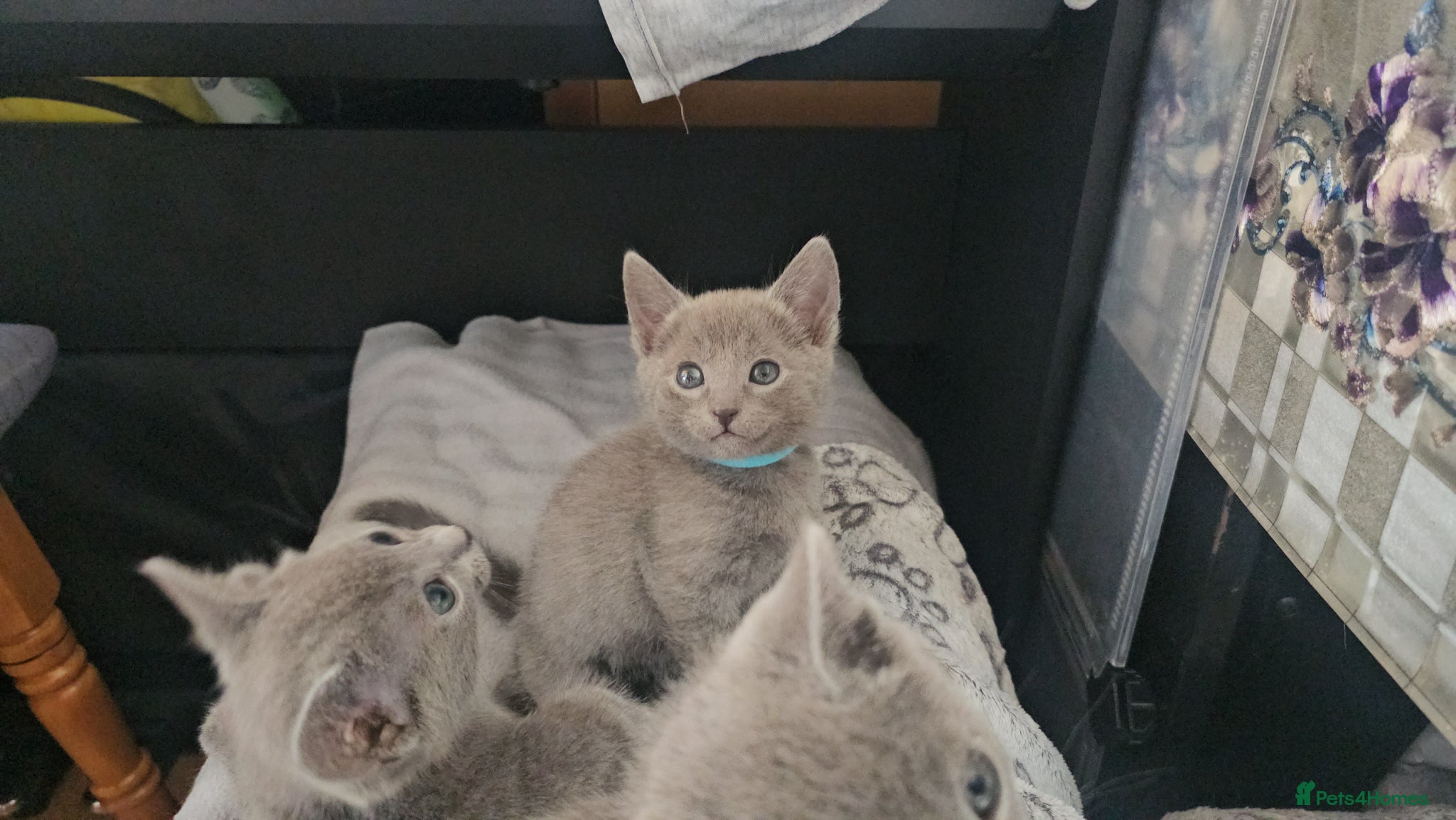 Russian Blue cats TICA reg full pedigree RUSSIAN BLUE kittens - Advert 3