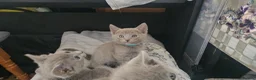 Russian Blue cats for sale: TICA reg full pedigree RUSSIAN BLUE kittens - Advert 3