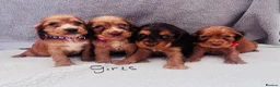 Cocker Spaniel dogs for sale: Cocker spaniel - Advert 11