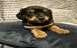 Mixed Breed dogs for sale: Dauchaund x jackrussle puppies  - Image 4