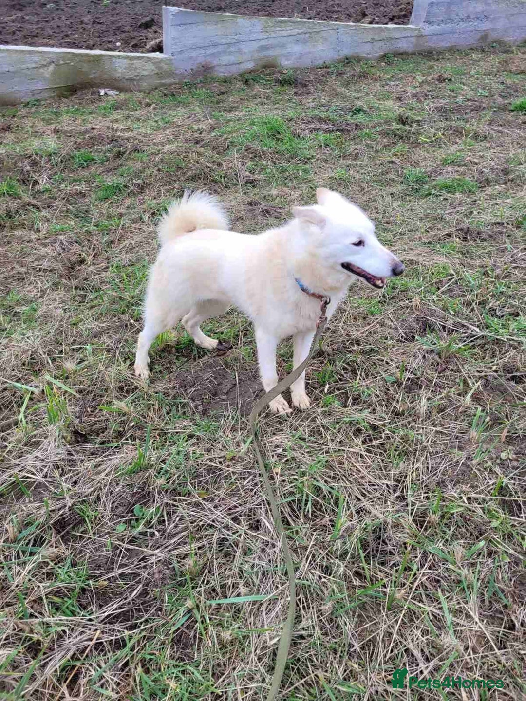 Mixed Breed dogs for adoption: 🐶💖 BARBIE 💖🐶 - Advert 4