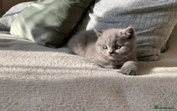 British Shorthair cats for sale: CHAMPION BSH PEDIGREE GCCF REGISTERED  - Image 1