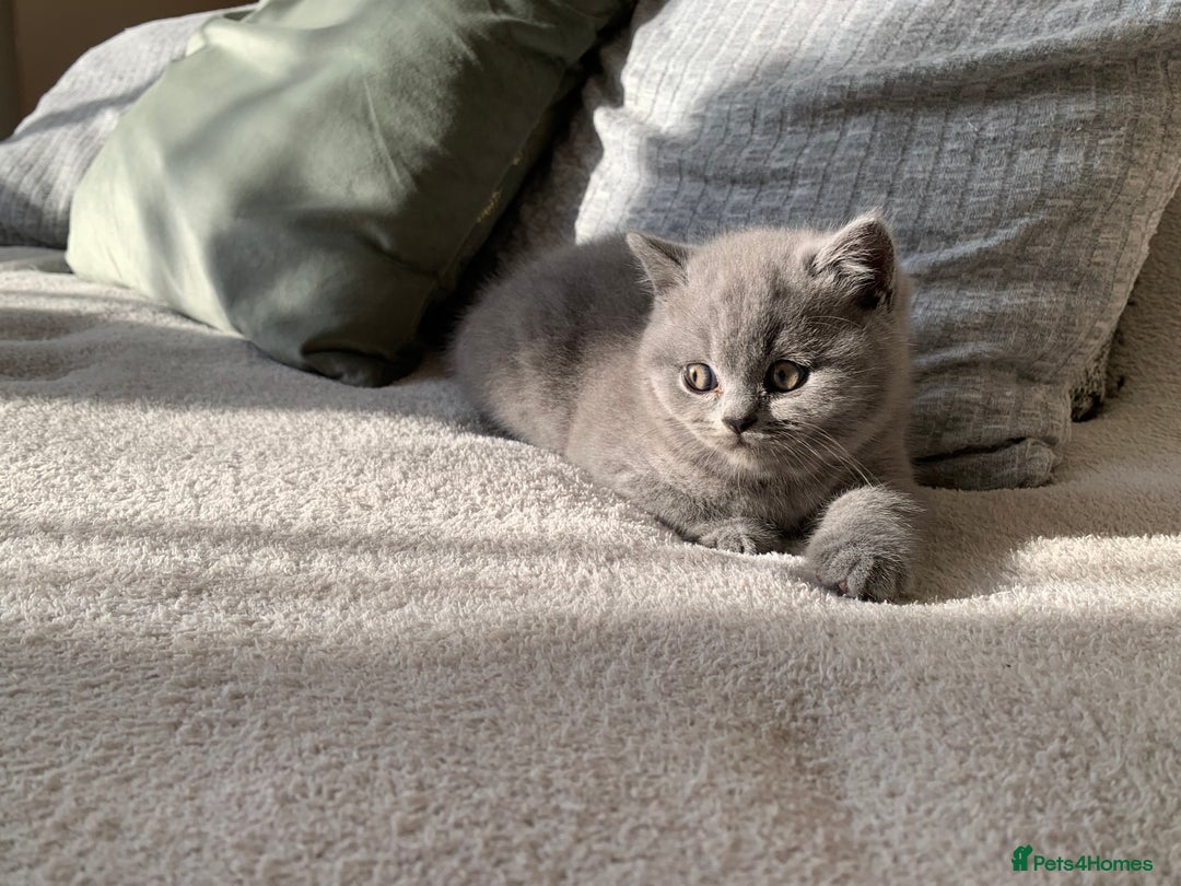 British Shorthair cats for sale: CHAMPION BSH PEDIGREE GCCF REGISTERED  - Image 1