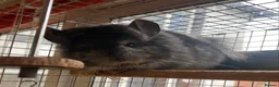Chinchilla rodents for sale: RPA (Angoran) Chinchilla Boy, 7 months old - Advert 11