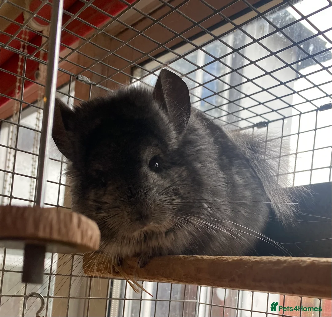 Chinchilla rodents for sale: RPA (Angoran) Chinchilla Boy, 7 months old - Advert 11