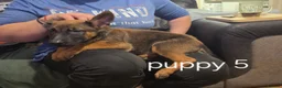 Belgian Shepherd Dog dogs for sale: Belgian Malinois Puppies for Sale- 11 weeks old - Advert 21