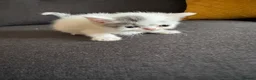 Perdoll cats for sale: Persian x Ragdoll kitten  - Advert 17