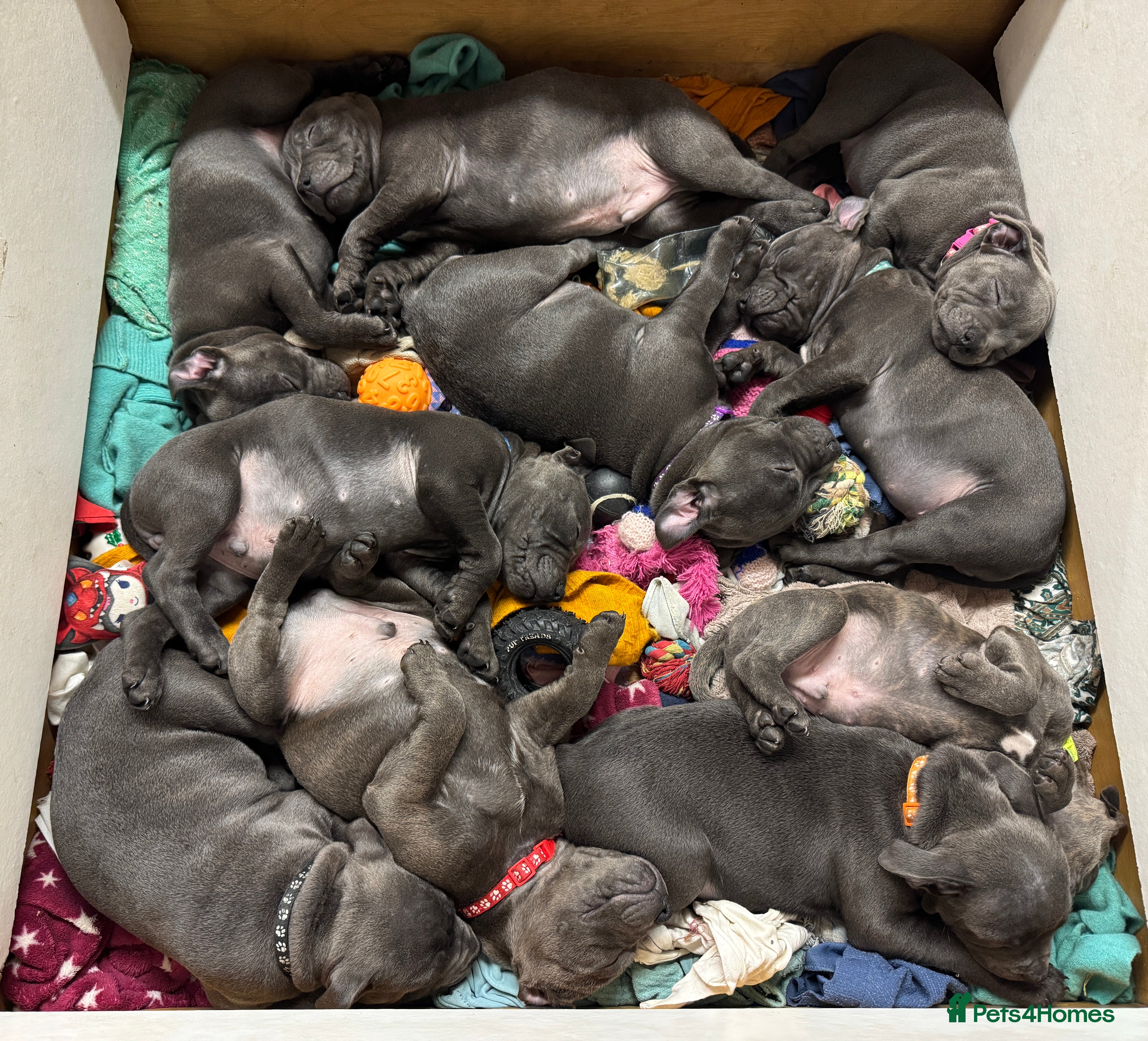 Staffordshire Bull Terrier dogs KC & DNA tested Staffordshire Bull Terrier Puppies - Advert 1