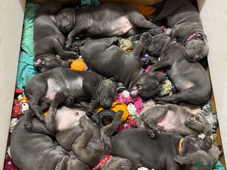 Staffordshire Bull Terrier dogs KC & DNA tested Staffordshire Bull Terrier Puppies - Advert 7