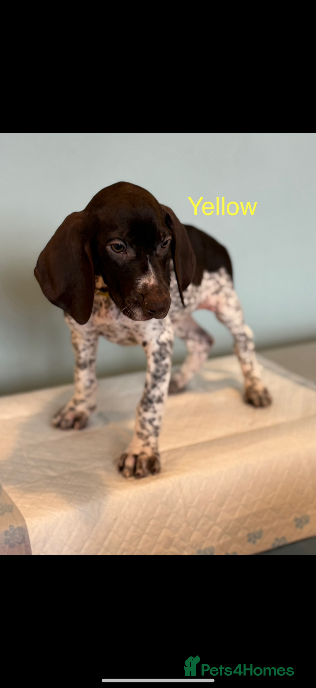 German Shorthaired Pointer dogs for sale: KC registered German Shorthair Pointer Puppy - Advert 26