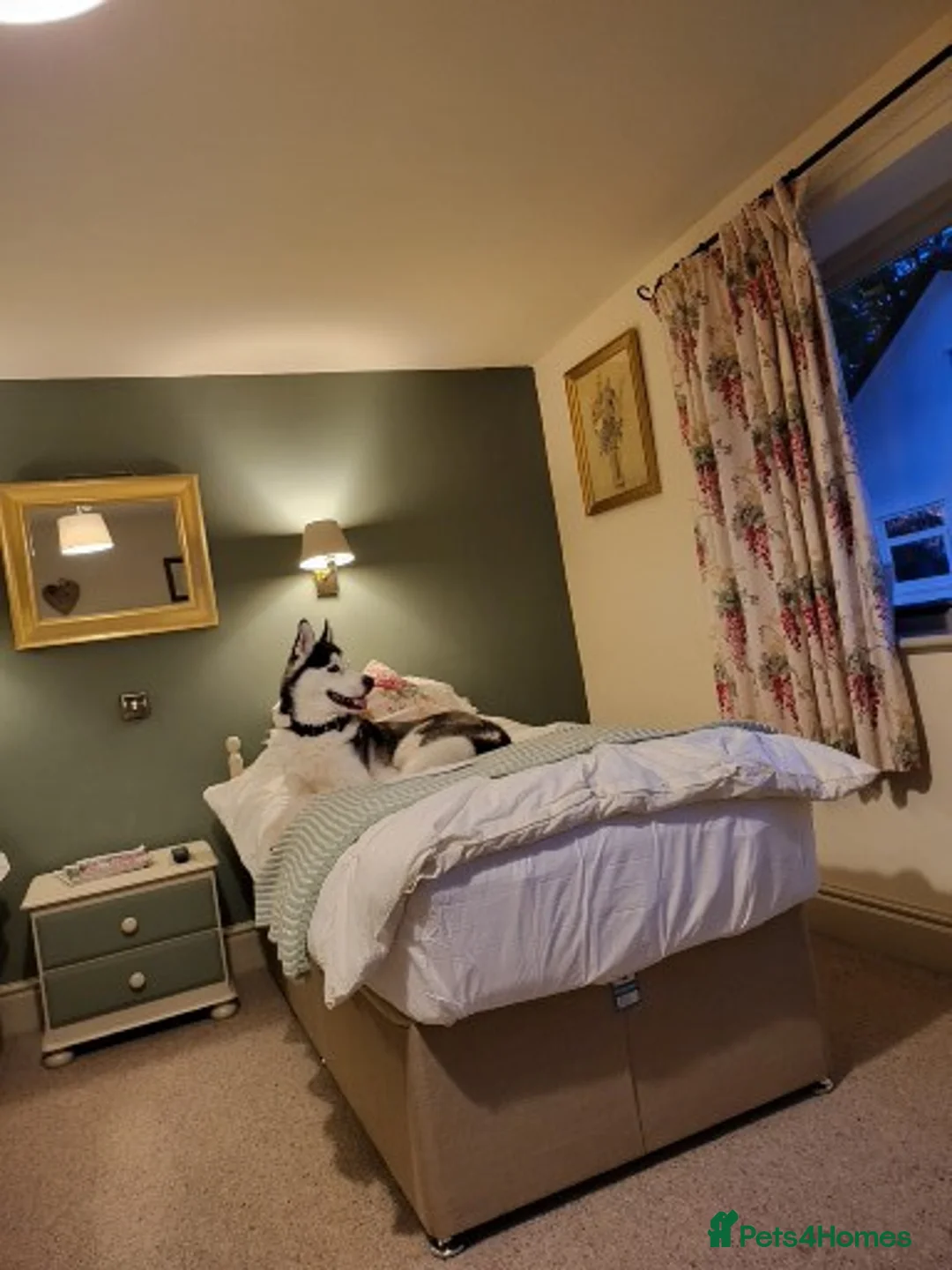 Siberian Husky dogs for stud: First time  in Manchester - Advert 3