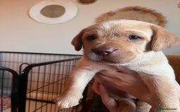 Labrador Retriever dogs for sale: Fox Red / yellow Labrador puppies for sale - Image 22