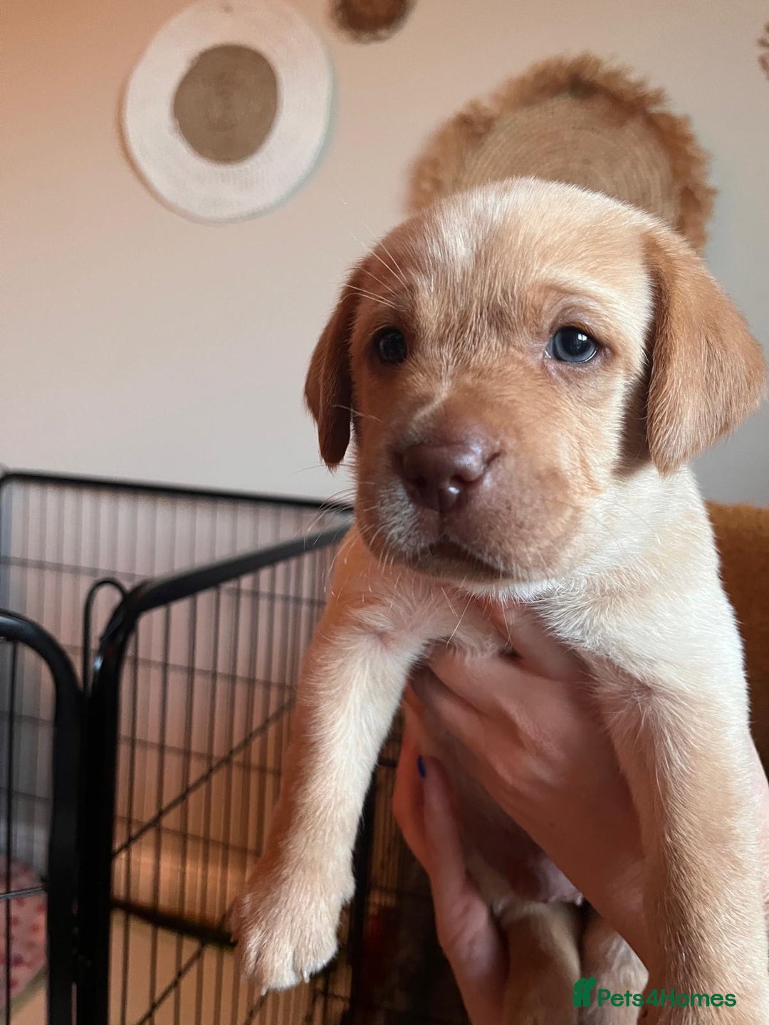 Labrador Retriever dogs for sale: Fox Red / yellow Labrador puppies for sale - Image 22