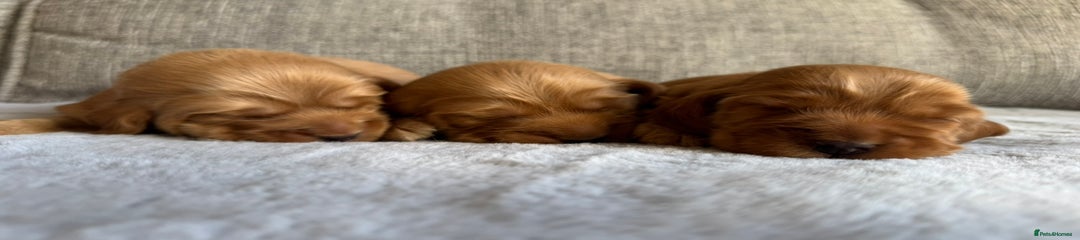 Cocker Spaniel Puppy 3