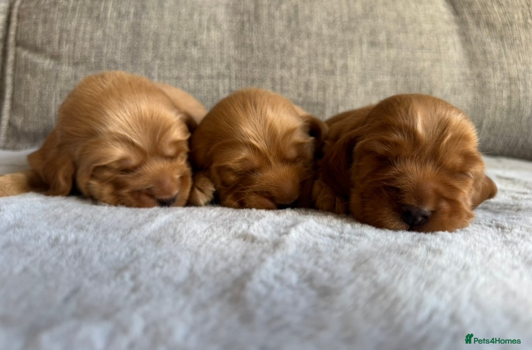 Cocker Spaniel dogs for sale: Beautiful cocker spaniel puppies  - Image 15