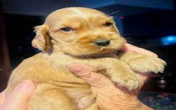 Cocker Spaniel dogs for sale: lyncham cocker spaniels - Image 1