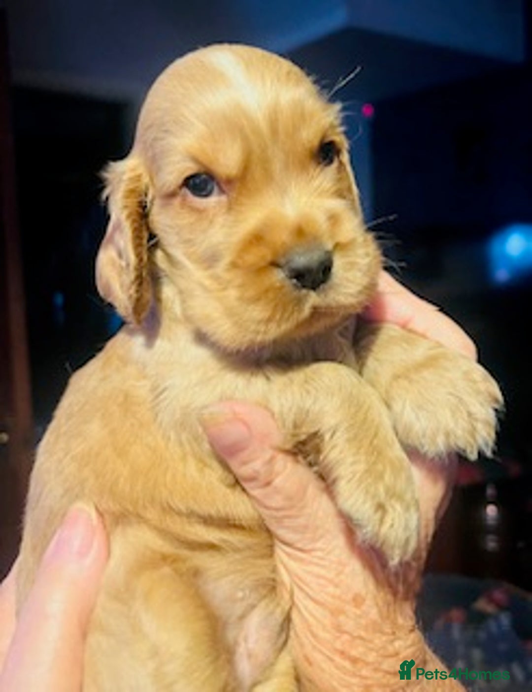 Cocker Spaniel dogs for sale: lyncham cocker spaniels - Image 1