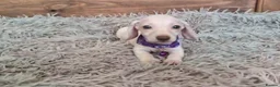 Miniature Dachshund dogs for sale: 🐾 Beautiful Miniature Dachshund Puppies 🐾 - Advert 17