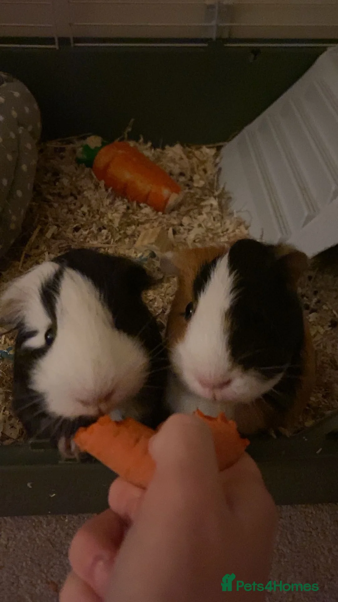 Guinea Pig rodents for sale: Bubble And Squeak - Advert 1