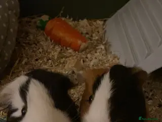 Guinea Pig rodents Bubble And Squeak - Advert 4