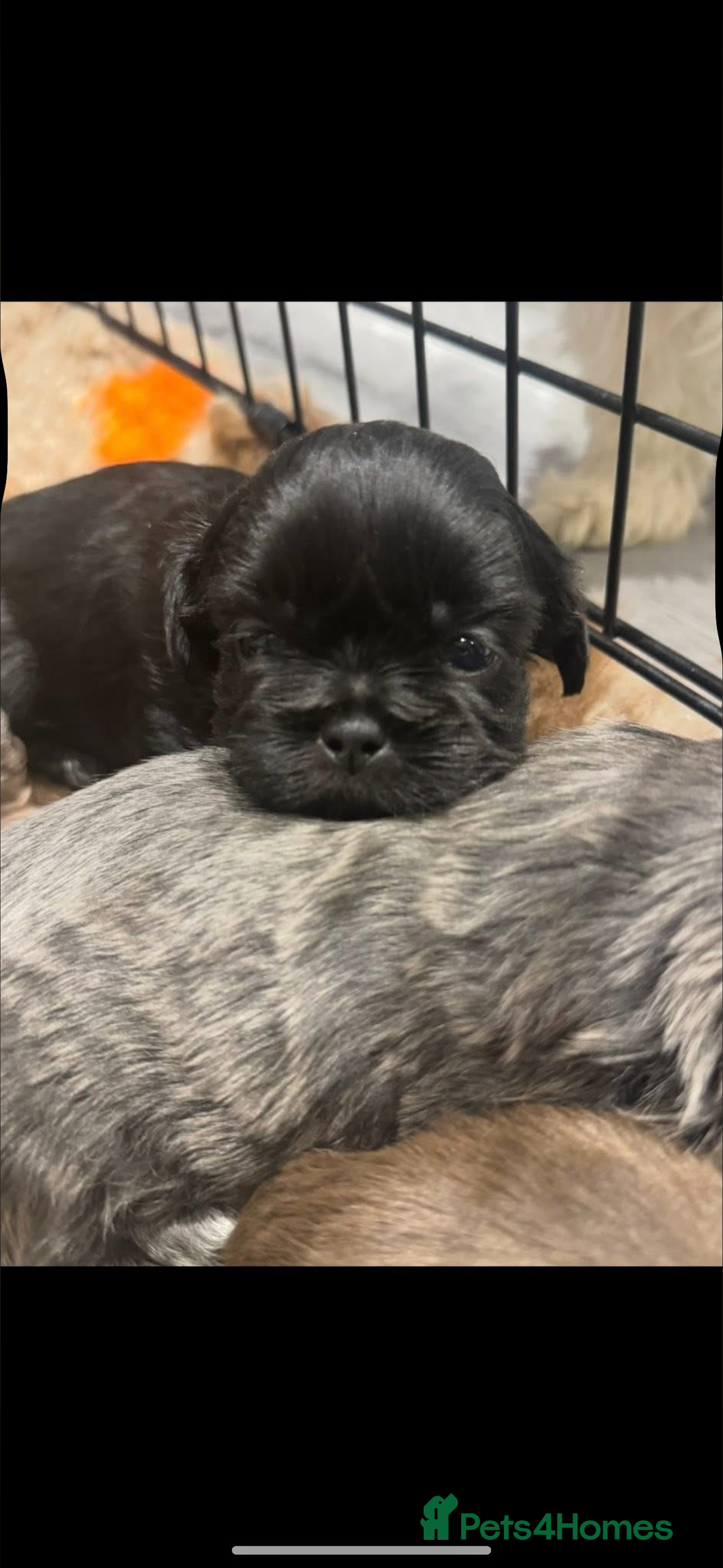 Shih Tzu dogs for sale: Saving the best until last  - Advert 4