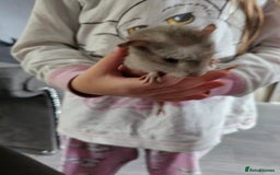 English rabbits for sale: Male guinea pig - Image 1