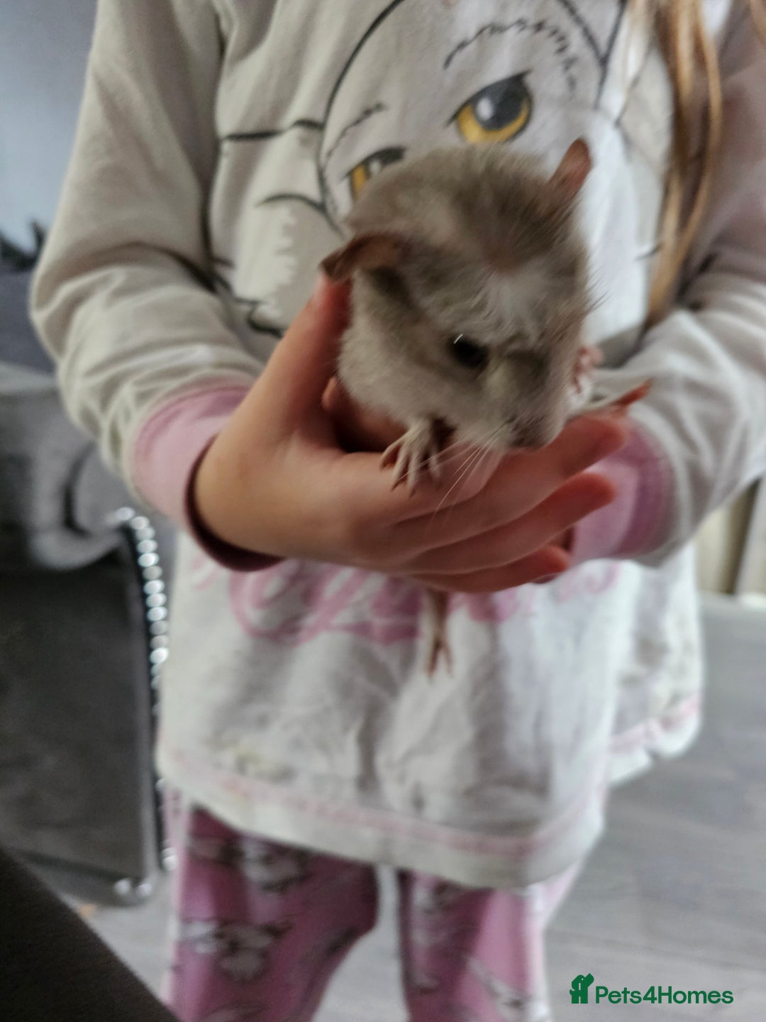 English rabbits for sale: Male guinea pig - Image 1