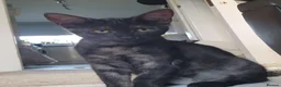 Mixed Breed cats for sale: Maine Coon x Marble Bengal kittens, mixed breed - Advert 5