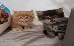 Maine Coon cats for sale: Absolutely Stunning Part Maine Coon Kittens - Advert 11